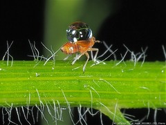 Pissonotus binotatus