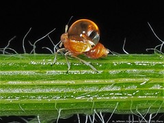 Pissonotus binotatus