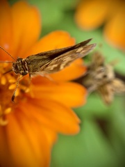 Polites peckius