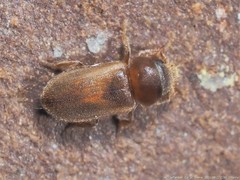 Tropicus pusillus