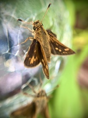 Polites peckius