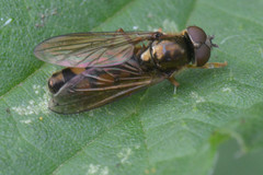 Platycheirus clypeatus