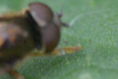 Platycheirus clypeatus