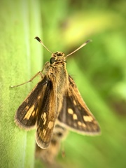 Polites peckius