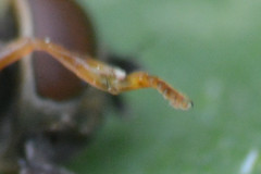 Platycheirus clypeatus