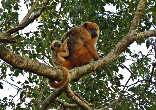 Black-and-gold Howler Monkey, photo 10 of 10