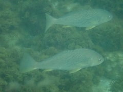 Umbrina roncador