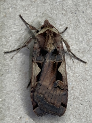 Setaceous Hebrew Character, photo 8 of 10