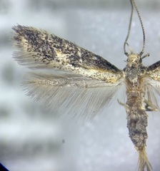Blastodacna atra