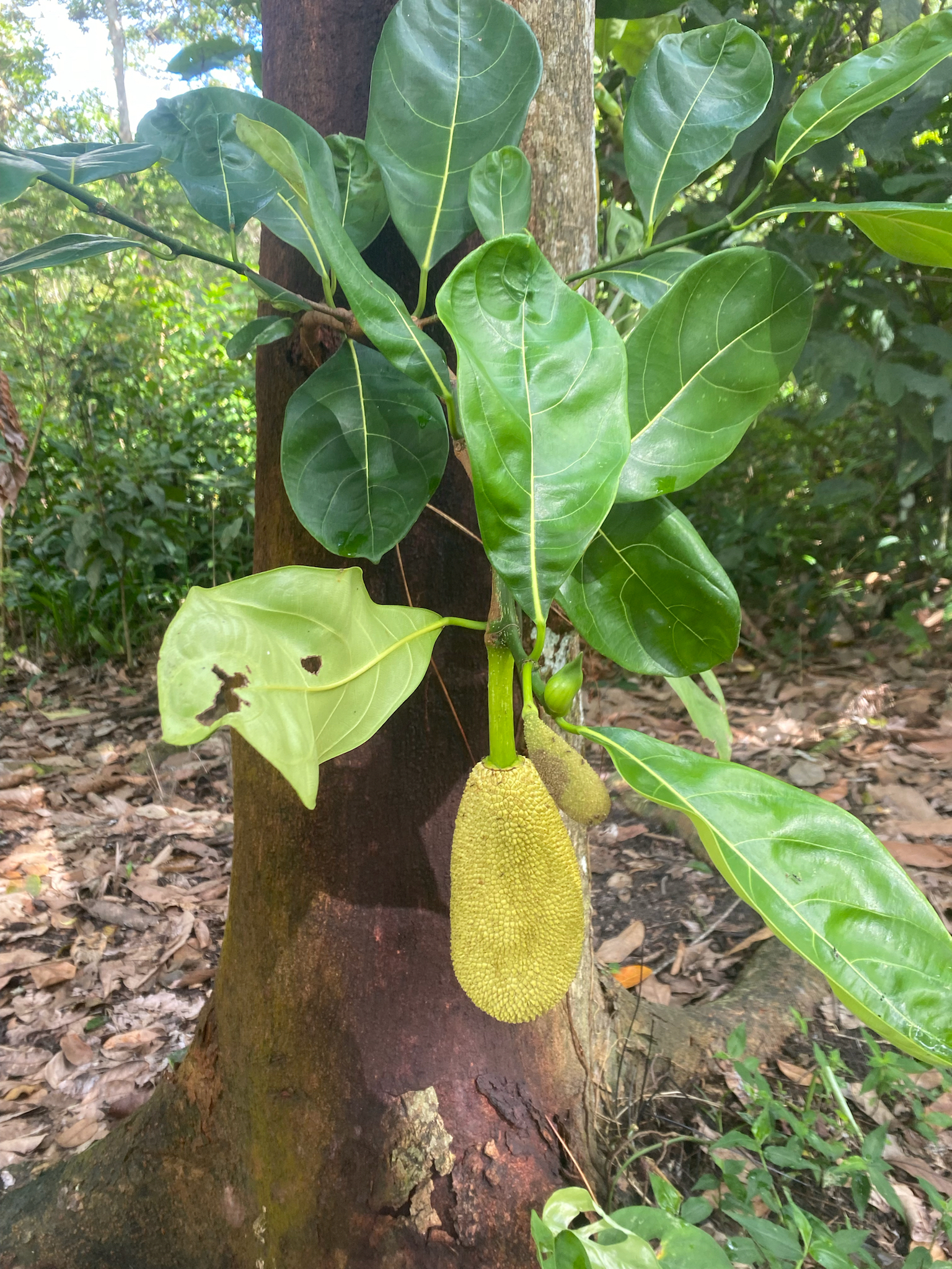 Artocarpus heterophyllus