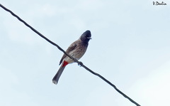 Pycnonotus cafer