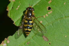 Eupeodes latifasciatus