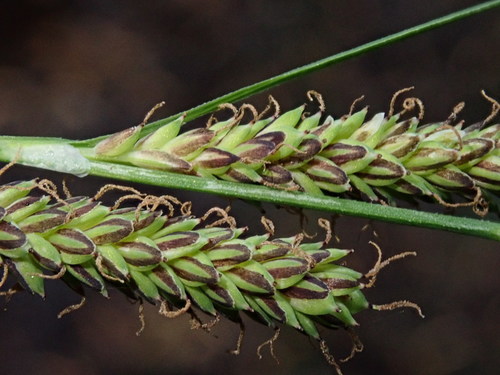 Image of Carex kelloggii by (c) Nolan Exe, some rights reserved (CC BY)