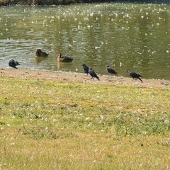 Corvus monedula monedula