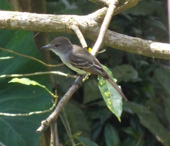 Myiarchus stolidus