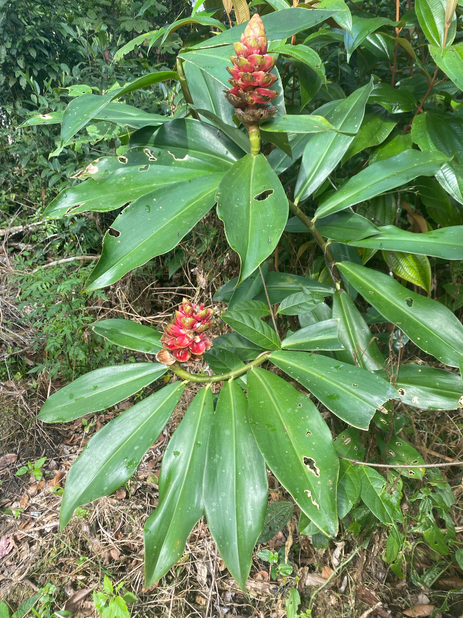 Costus spiralis