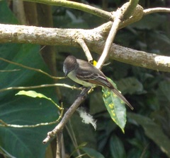 Myiarchus stolidus