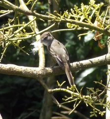 Myiarchus stolidus