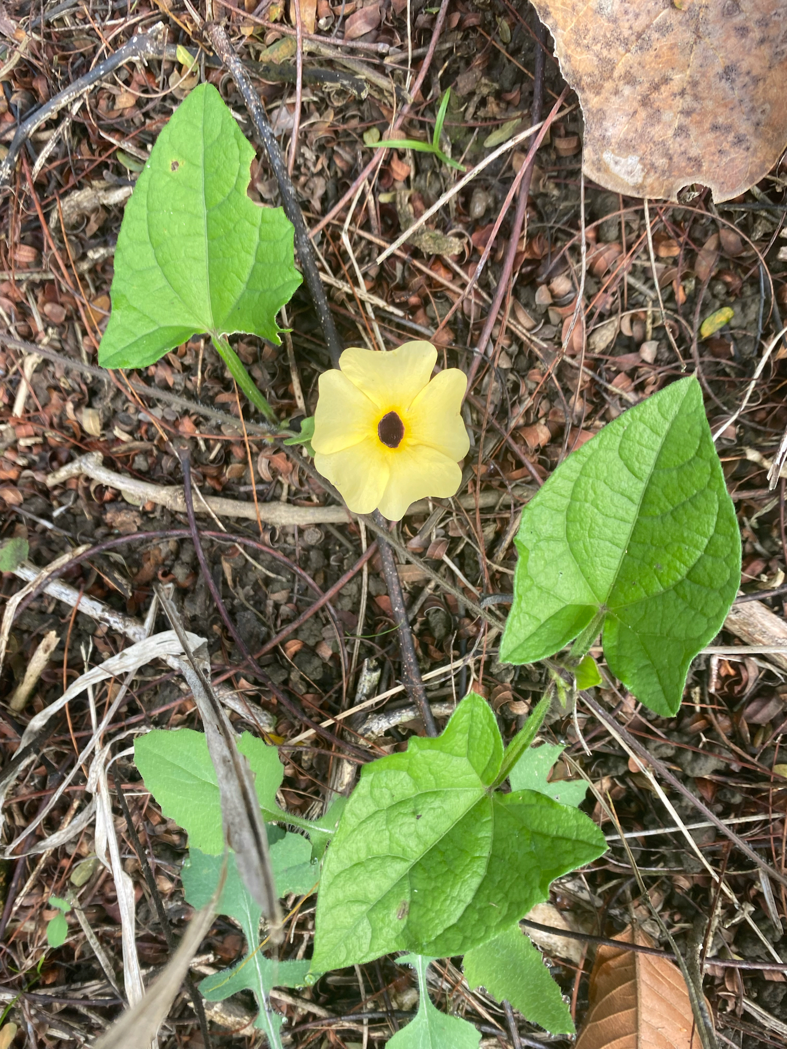 Thunbergia alata