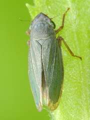 Helochara communis