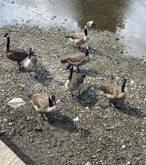 Branta canadensis