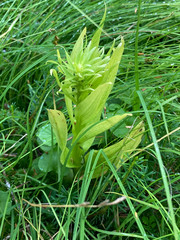 Platanthera stricta