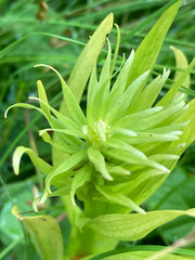 Platanthera stricta