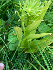 Platanthera stricta