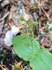 Neottia banksiana
