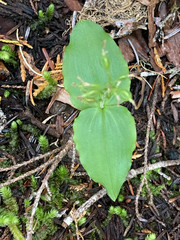 Neottia banksiana