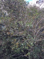 Eugenia uruguayensis