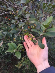 Eugenia uruguayensis