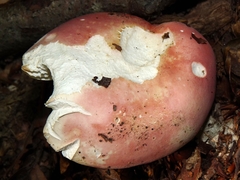Russula lepida
