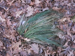 Xerophyllum asphodeloides