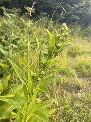 Solidago glomerata