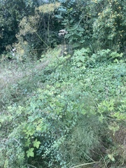 Peucedanum officinale