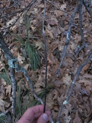 Xerophyllum asphodeloides