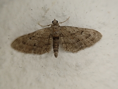 Eupithecia pusillata