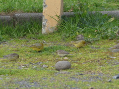 Sicalis flaveola
