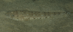 Platycephalus grandispinis