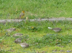 Sicalis flaveola
