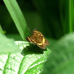 Anthanassa drusilla