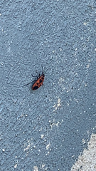 Pyrrhocoris apterus