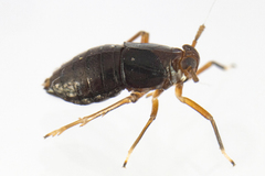 Pissonotus marginatus