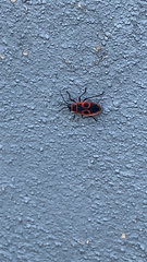 Pyrrhocoris apterus