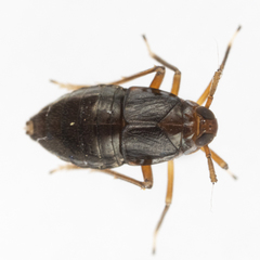 Pissonotus marginatus
