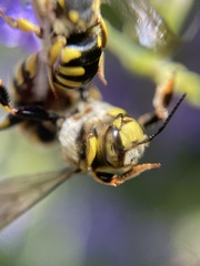 Anthidium florentinum