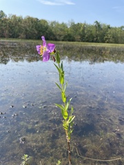 Rhexia aristosa