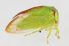 Stictocephala militaris