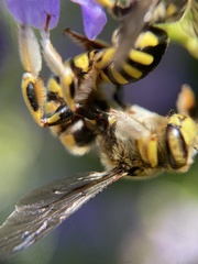 Anthidium florentinum